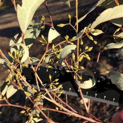 Eucalyptus sideroxylon (Mugga Ironbark) at Crowther, NSW - 14 Apr 2025 by Frecko