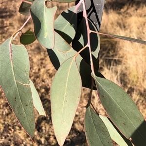 Eucalyptus blakelyi at Ghan, NT - 14 Apr 2025 by Frecko