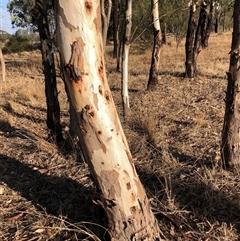 Eucalyptus blakelyi at Crowther, NSW - 14 Apr 2025 04:14 PM