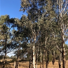 Eucalyptus blakelyi at Crowther, NSW - 14 Apr 2025 04:14 PM