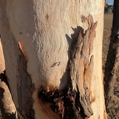Eucalyptus blakelyi at Crowther, NSW - 14 Apr 2025 04:14 PM