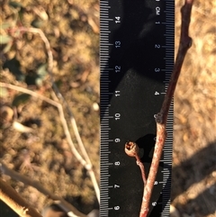 Eucalyptus blakelyi at Crowther, NSW - 14 Apr 2025 04:14 PM