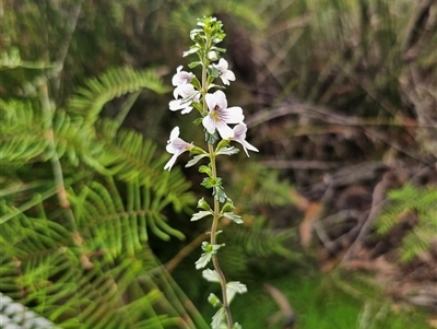 Euphrasia ramulosa by Csteele4