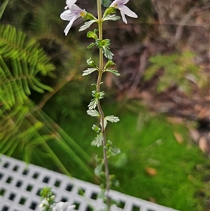 Euphrasia ramulosa at suppressed - suppressed