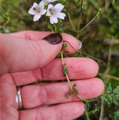 Euphrasia ramulosa at suppressed - suppressed