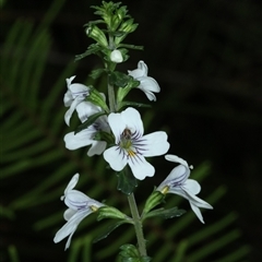 Euphrasia ramulosa at suppressed - suppressed