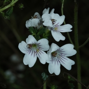 Euphrasia ramulosa at suppressed - suppressed
