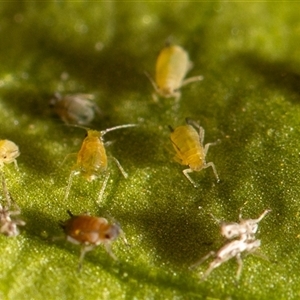 Aphididae (family) at Curtin, ACT - Today by SMOT