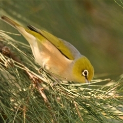 Zosterops lateralis (Silvereye) at Dunlop, ACT - 17 Apr 2025 by Thurstan
