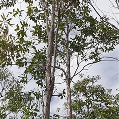 Unverified Gum Tree by MazzV