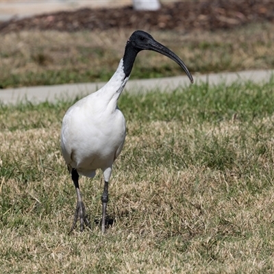Threskiornis molucca (Australian White Ibis) at Strathnairn, ACT - 17 Apr 2025 by AlisonMilton