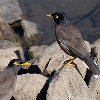 Acridotheres tristis (Common Myna) at Strathnairn, ACT - Today by AlisonMilton