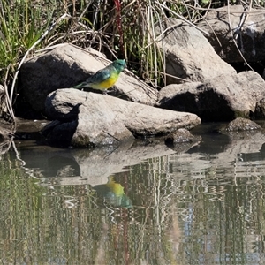 Psephotus haematonotus (Red-rumped Parrot) at Strathnairn, ACT - Today by AlisonMilton