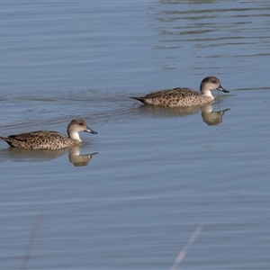 Anas gracilis at Strathnairn, ACT - Yesterday by AlisonMilton