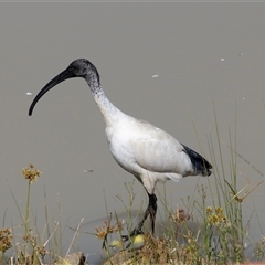 Threskiornis molucca (Australian White Ibis) at Strathnairn, ACT - 17 Apr 2025 by AlisonMilton
