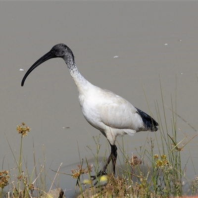 Threskiornis molucca (Australian White Ibis) at Strathnairn, ACT - 17 Apr 2025 by AlisonMilton