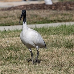 Threskiornis molucca at Strathnairn, ACT - 17 Apr 2025 11:54 AM