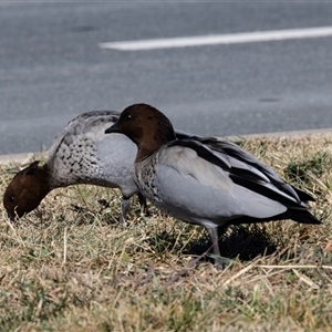 Chenonetta jubata at Strathnairn, ACT - 17 Apr 2025 11:05 AM