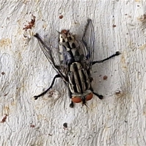 Unverified True fly (Diptera) at Yulara, NT - Today by trevorpreston