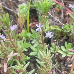 Lythrum hyssopifolia (Small Loosestrife) at Araluen, NSW - 17 Jan 2025 by JaneR