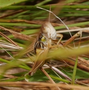 Praxibulus sp. (genus) at Freshwater Creek, VIC - 1 Jan 2025 by WendyEM