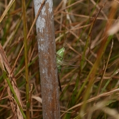 Conocephalus sp. (genus) at Freshwater Creek, VIC - 1 Jan 2025 by WendyEM