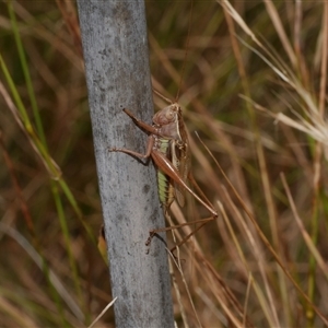 Conocephalus upoluensis at Freshwater Creek, VIC - 1 Jan 2025 01:45 PM