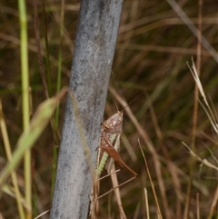 Conocephalus upoluensis at Freshwater Creek, VIC - 1 Jan 2025 01:45 PM