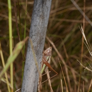 Conocephalus upoluensis at Freshwater Creek, VIC - 1 Jan 2025 01:45 PM