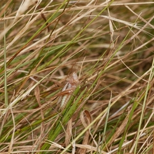 Conocephalus upoluensis at Freshwater Creek, VIC - 1 Jan 2025 01:58 PM