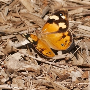 Heteronympha merope at Freshwater Creek, VIC - 3 Jan 2025 04:16 PM