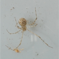 Theridion sp. (genus) at Freshwater Creek, VIC - 4 Jan 2025 by WendyEM