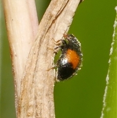 Diomus notescens at Freshwater Creek, VIC - 4 Jan 2025 03:29 PM