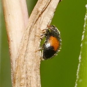 Diomus notescens at Freshwater Creek, VIC - 4 Jan 2025 03:29 PM
