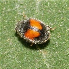 Diomus notescens (Little two-spotted ladybird) at Freshwater Creek, VIC - 4 Jan 2025 by WendyEM
