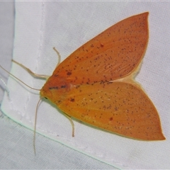 Plesanemma fucata (Lemon Gum Moth) at Bolivia, NSW - 26 Apr 2008 by PJH123