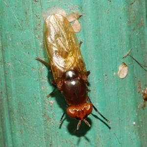 Sapromyza sp. (genus) at Freshwater Creek, VIC - 4 Jan 2025 by WendyEM