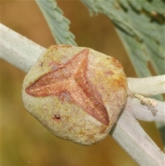 Unverified Acacia Gall at Freshwater Creek, VIC - 4 Jan 2025 by WendyEM