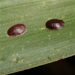 Unverified Scale insect or Mealybug (Hemiptera, Coccoidea) at Freshwater Creek, VIC - 4 Jan 2025 by WendyEM