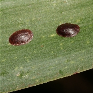 Unverified Scale insect or Mealybug (Hemiptera, Coccoidea) at Freshwater Creek, VIC - 4 Jan 2025 by WendyEM