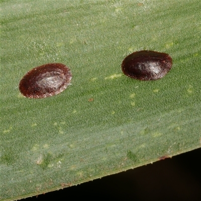 Unverified Scale insect or Mealybug (Hemiptera, Coccoidea) at Freshwater Creek, VIC - 4 Jan 2025 by WendyEM