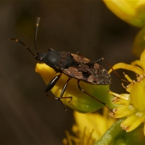 Euander lacertosus at Freshwater Creek, VIC - 4 Jan 2025 by WendyEM