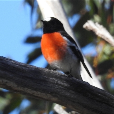Petroica boodang (Scarlet Robin) at Kambah, ACT - 17 Apr 2025 by HelenCross