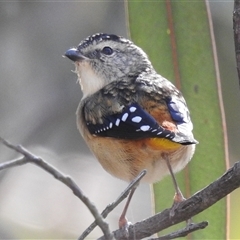 Pardalotus punctatus (Spotted Pardalote) at Torrens, ACT - 17 Apr 2025 by HelenCross