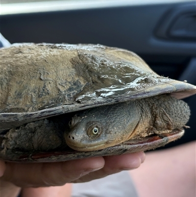 Chelodina longicollis (Eastern Long-necked Turtle) at Moyston, VIC - 17 Apr 2025 by Davem