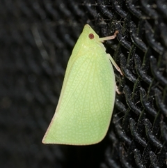 Siphanta acuta at Freshwater Creek, VIC - 26 Jan 2025 by WendyEM