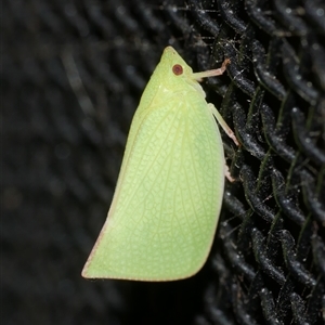 Siphanta acuta at Freshwater Creek, VIC - 26 Jan 2025 12:21 AM