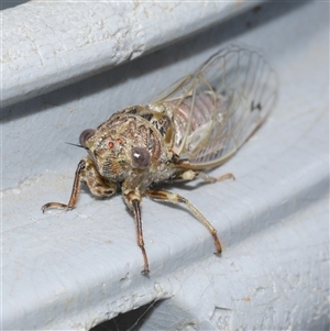 Gelidea torrida at Freshwater Creek, VIC - 25 Jan 2025 04:59 PM