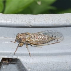 Gelidea torrida at Freshwater Creek, VIC - 25 Jan 2025 04:59 PM