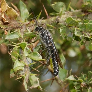 Rhagigaster Genus at suppressed - suppressed
